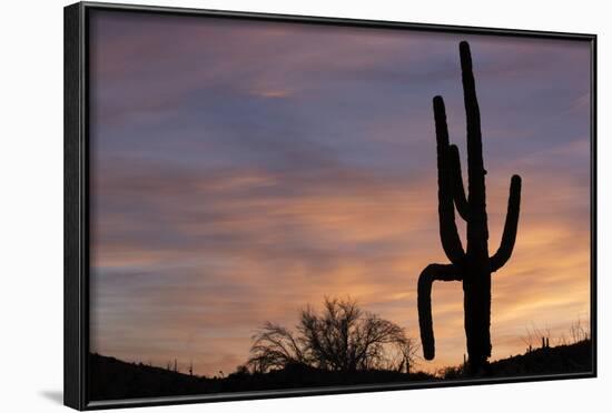 Saguaro at Sunset, Tonto National Forest Arizona, USA-Jamie & Judy Wild-Framed Photographic Print