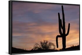 Saguaro at Sunset, Tonto National Forest Arizona, USA-Jamie & Judy Wild-Framed Photographic Print