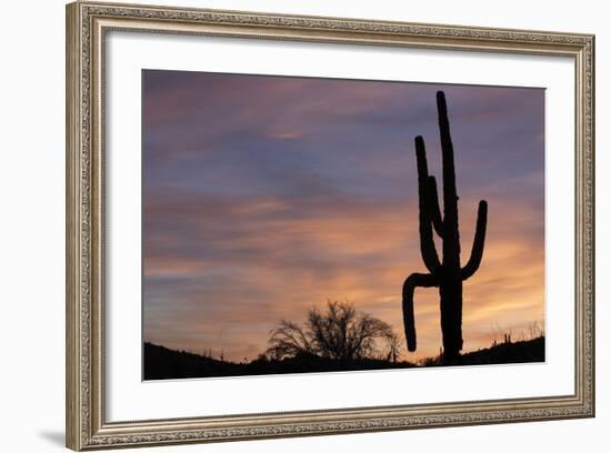 Saguaro at Sunset, Tonto National Forest Arizona, USA-Jamie & Judy Wild-Framed Photographic Print