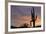 Saguaro at Sunset, Tonto National Forest Arizona, USA-Jamie & Judy Wild-Framed Photographic Print