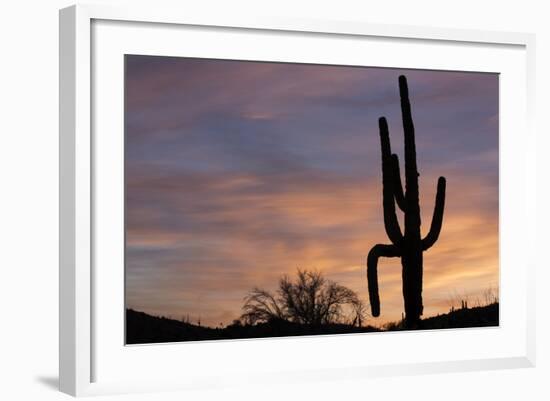 Saguaro at Sunset, Tonto National Forest Arizona, USA-Jamie & Judy Wild-Framed Photographic Print