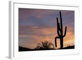 Saguaro at Sunset, Tonto National Forest Arizona, USA-Jamie & Judy Wild-Framed Photographic Print