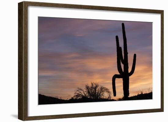 Saguaro at Sunset, Tonto National Forest Arizona, USA-Jamie & Judy Wild-Framed Photographic Print
