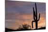 Saguaro at Sunset, Tonto National Forest Arizona, USA-Jamie & Judy Wild-Mounted Photographic Print