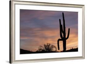 Saguaro at Sunset, Tonto National Forest Arizona, USA-Jamie & Judy Wild-Framed Photographic Print