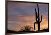 Saguaro at Sunset, Tonto National Forest Arizona, USA-Jamie & Judy Wild-Framed Photographic Print