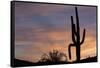 Saguaro at Sunset, Tonto National Forest Arizona, USA-Jamie & Judy Wild-Framed Stretched Canvas
