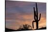 Saguaro at Sunset, Tonto National Forest Arizona, USA-Jamie & Judy Wild-Stretched Canvas