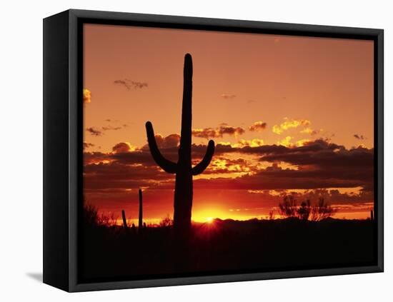 Saguaro at Sunset-James Randklev-Framed Stretched Canvas