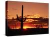 Saguaro at Sunset-James Randklev-Stretched Canvas