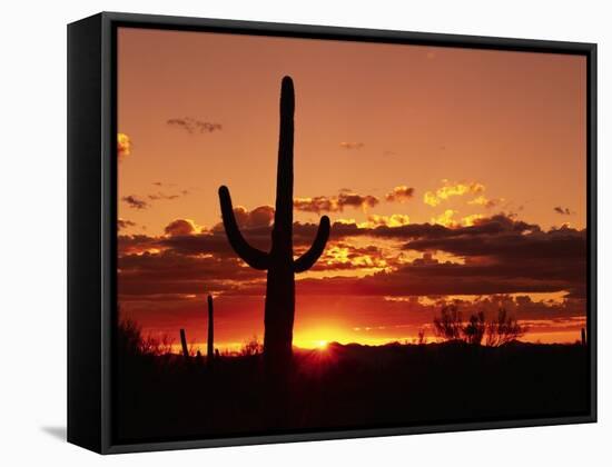 Saguaro at Sunset-James Randklev-Framed Stretched Canvas