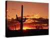 Saguaro at Sunset-James Randklev-Stretched Canvas
