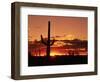 Saguaro at Sunset-James Randklev-Framed Premium Photographic Print