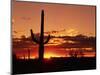 Saguaro at Sunset-James Randklev-Mounted Premium Photographic Print