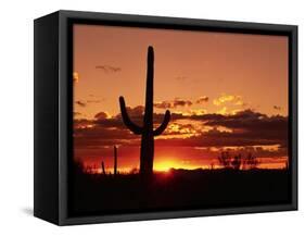 Saguaro at Sunset-James Randklev-Framed Stretched Canvas