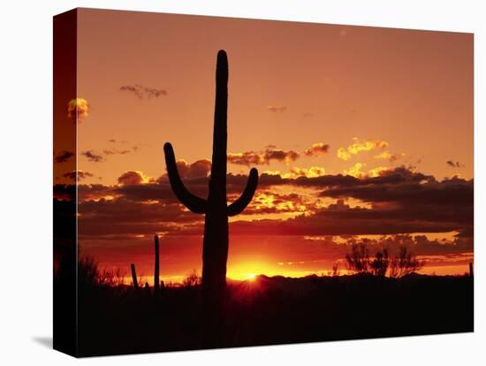 Saguaro at Sunset-James Randklev-Stretched Canvas