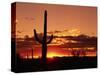 Saguaro at Sunset-James Randklev-Stretched Canvas