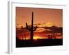 Saguaro at Sunset-James Randklev-Framed Photographic Print
