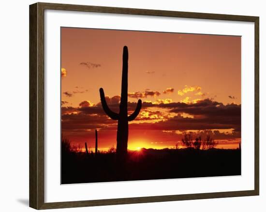 Saguaro at Sunset-James Randklev-Framed Photographic Print