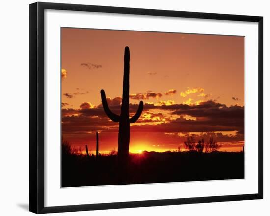 Saguaro at Sunset-James Randklev-Framed Photographic Print