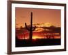 Saguaro at Sunset-James Randklev-Framed Photographic Print