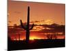 Saguaro at Sunset-James Randklev-Mounted Photographic Print