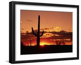 Saguaro at Sunset-James Randklev-Framed Photographic Print