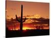 Saguaro at Sunset-James Randklev-Stretched Canvas