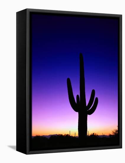 Saguaro at Twilight-James Randklev-Framed Stretched Canvas