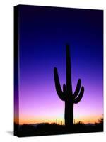 Saguaro at Twilight-James Randklev-Stretched Canvas