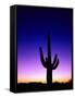Saguaro at Twilight-James Randklev-Framed Stretched Canvas