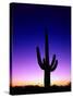 Saguaro at Twilight-James Randklev-Stretched Canvas