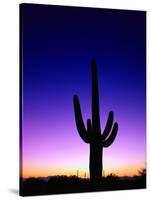 Saguaro at Twilight-James Randklev-Stretched Canvas