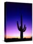 Saguaro at Twilight-James Randklev-Stretched Canvas