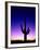 Saguaro at Twilight-James Randklev-Framed Photographic Print