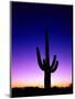 Saguaro at Twilight-James Randklev-Mounted Photographic Print