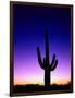 Saguaro at Twilight-James Randklev-Framed Photographic Print