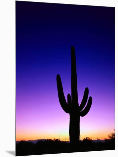 Saguaro at Twilight-James Randklev-Mounted Photographic Print