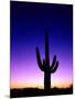 Saguaro at Twilight-James Randklev-Mounted Photographic Print