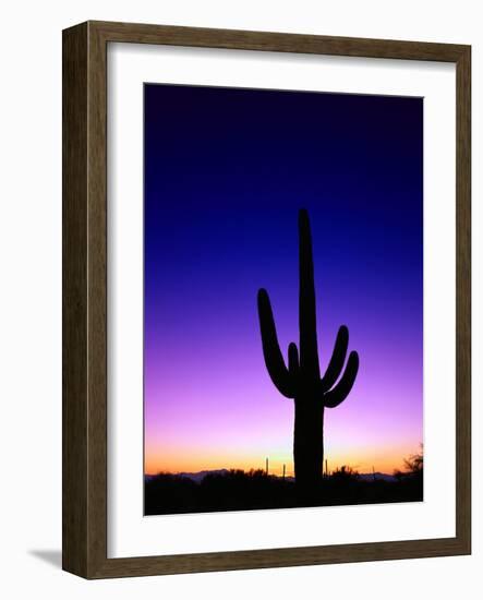 Saguaro at Twilight-James Randklev-Framed Photographic Print