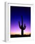 Saguaro at Twilight-James Randklev-Framed Photographic Print