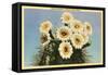Saguaro Blossoms-null-Framed Stretched Canvas