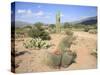 Saguaro Cacti and Barrel Cacti in Bloom, Saguaro National Park-Wendy Connett-Stretched Canvas
