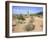 Saguaro Cacti and Barrel Cacti in Bloom, Saguaro National Park-Wendy Connett-Framed Photographic Print