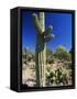 Saguaro Cacti, Arizona-Sonora Desert Museum, Tucson, Arizona, United States of America (U.S.A.)-Ruth Tomlinson-Framed Stretched Canvas