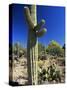 Saguaro Cacti, Arizona-Sonora Desert Museum, Tucson, Arizona, United States of America (U.S.A.)-Ruth Tomlinson-Stretched Canvas