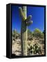 Saguaro Cacti, Arizona-Sonora Desert Museum, Tucson, Arizona, United States of America (U.S.A.)-Ruth Tomlinson-Framed Stretched Canvas