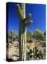 Saguaro Cacti, Arizona-Sonora Desert Museum, Tucson, Arizona, United States of America (U.S.A.)-Ruth Tomlinson-Stretched Canvas