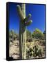 Saguaro Cacti, Arizona-Sonora Desert Museum, Tucson, Arizona, United States of America (U.S.A.)-Ruth Tomlinson-Framed Stretched Canvas