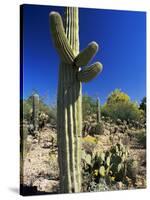 Saguaro Cacti, Arizona-Sonora Desert Museum, Tucson, Arizona, United States of America (U.S.A.)-Ruth Tomlinson-Stretched Canvas
